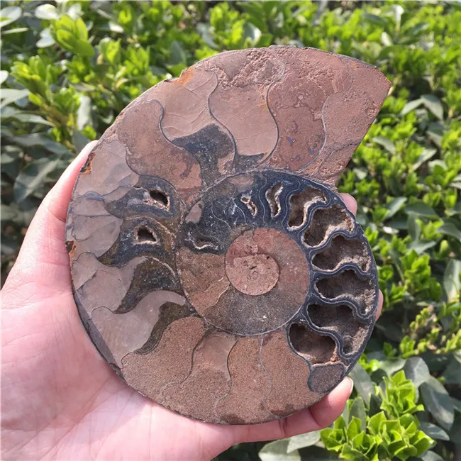 NO.3 254g Натуральный Сплит Аммонит окаменелость образец Ammolite океан животных формы в виде морских животных Мадагаскар образец минерал - Цвет: NO.3 254g