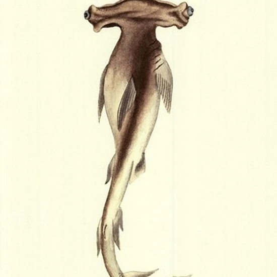 Shark Tale I Poster Print by Frederick P. Nodder (10 x 13)