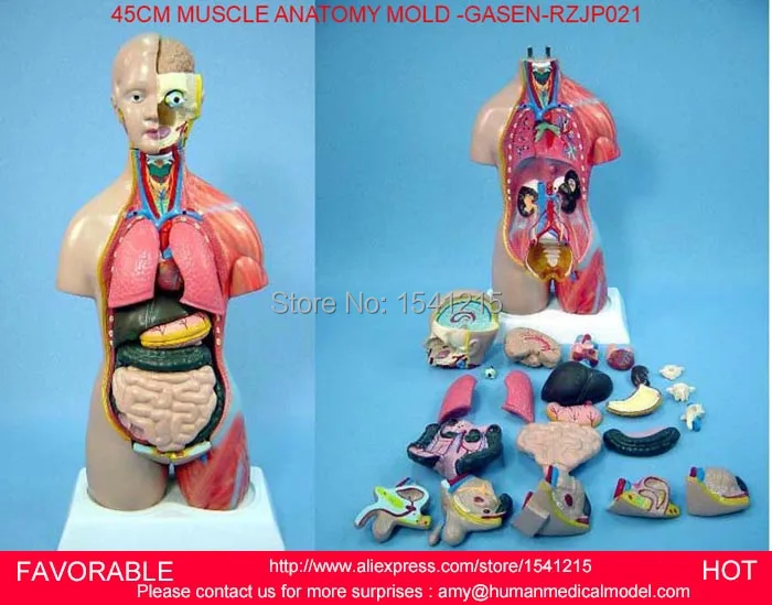 

HUMAN TORSO MODEL,FAMALE/MALE TORSO WITH INTERNAL ORGANS,ANATOMICAL ,45CM HALF SKIN SIDE MUSCLE ANATOMY MODEL -GASEN-RZJP021