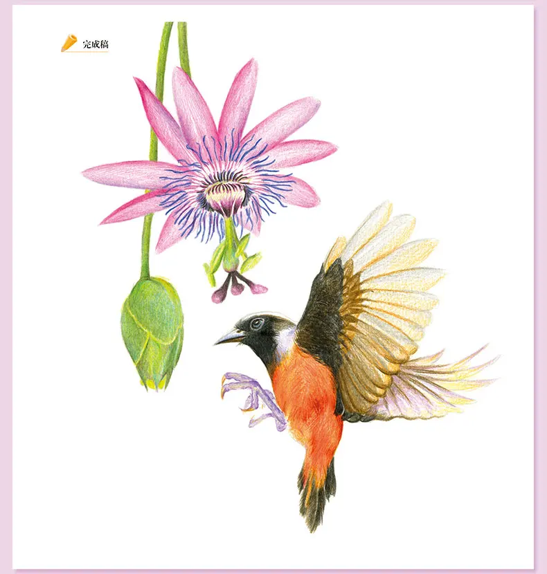 Álbum de Zero Base da Flor do Pássaro Cor da Flor e do Pássaro Clássico Chumbo Tutorial Livro Mão-pintado Crianças Adulto Coloração 2019 21 2019 Clássico Cor Da Flor E Do