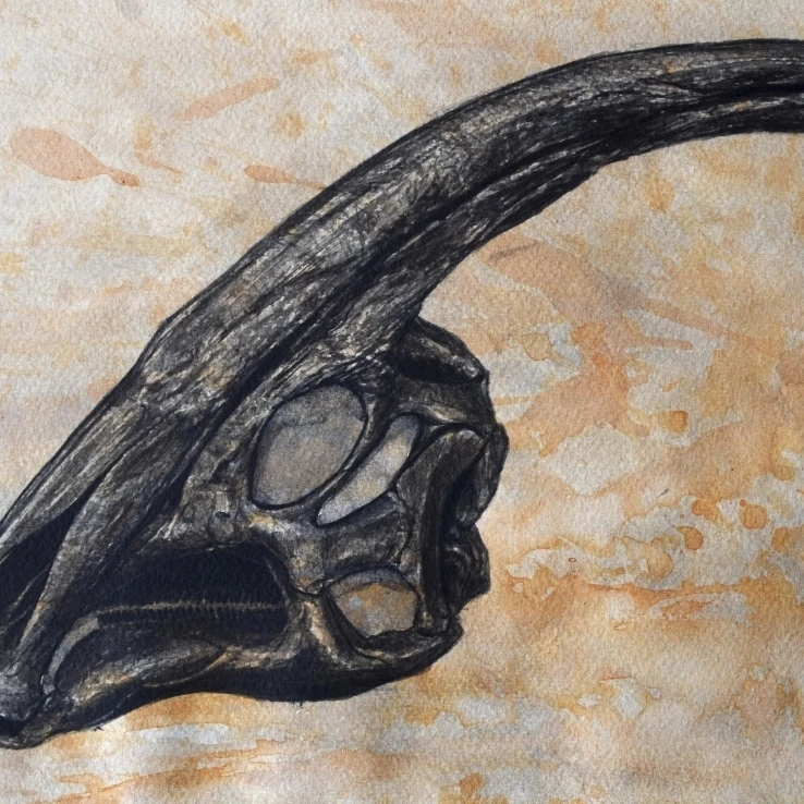 Parasaurolophus walkerii dinosaur skull Poster Print (32 x 24)