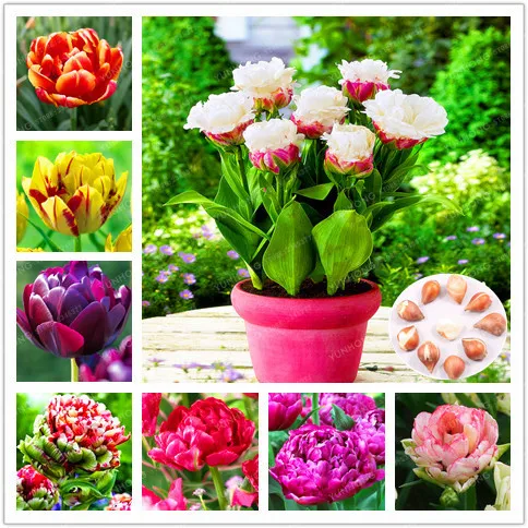 

2 Bulb True Tulip Bulb,Tulip Flower,(Bonsai),Flower Bulb Symbolizes Love,Tulipanes Flower Plant for Garden Plants