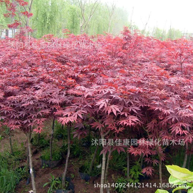 

Forest bonsai new mining authentic Chinese red maple bonsai red leaves feather maple Chinese red maple tree 200g/pack