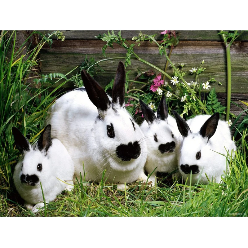 Rabbit eat grass Full square resin Diamond Embroidery sale 5D Diy Painting Cross-Stitch Mosaic home mazayka Z887 | Дом и сад