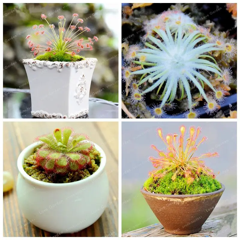 

Hot Sale Drosera Peltata Bonsai Potted Plant Circular Sundew Carnivorous Plants Garden Bonsai 100 pcs / Bag Flower Garden Plant