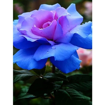 

New Diamond Painting Blue Rose Cross Stitch Pasted Painting Diamond Embroidery Square Drill Needlework Home Decoration F585