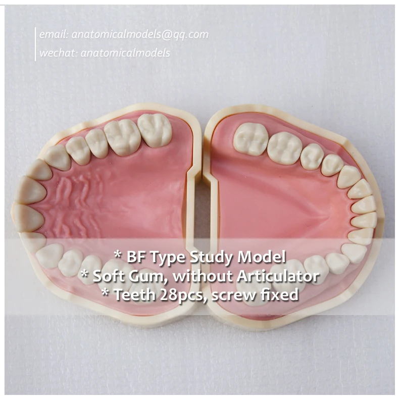 

13006, BF Type Black Teeth Study Model, Medical Science Educational Dental Teaching Models, @CMAM anatomicalmodels