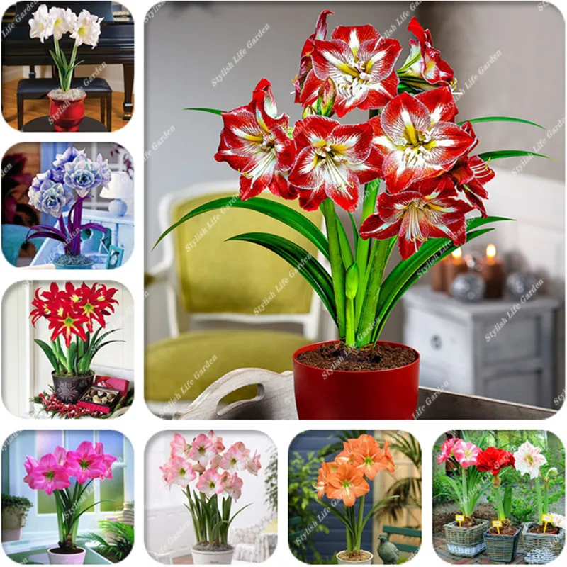 

200 Pcs Amaryllis bonsai,Chinese Cheap Flower flores, Perennial Hippeastrum Planting Pots,Flower Garden Balcony Plantation House