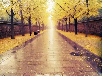 

SHENGYONGBAO Art Cloth Custom Photography Backdrops Autumn Scenery theme Photo Studio Props Photography Background J19511-1213