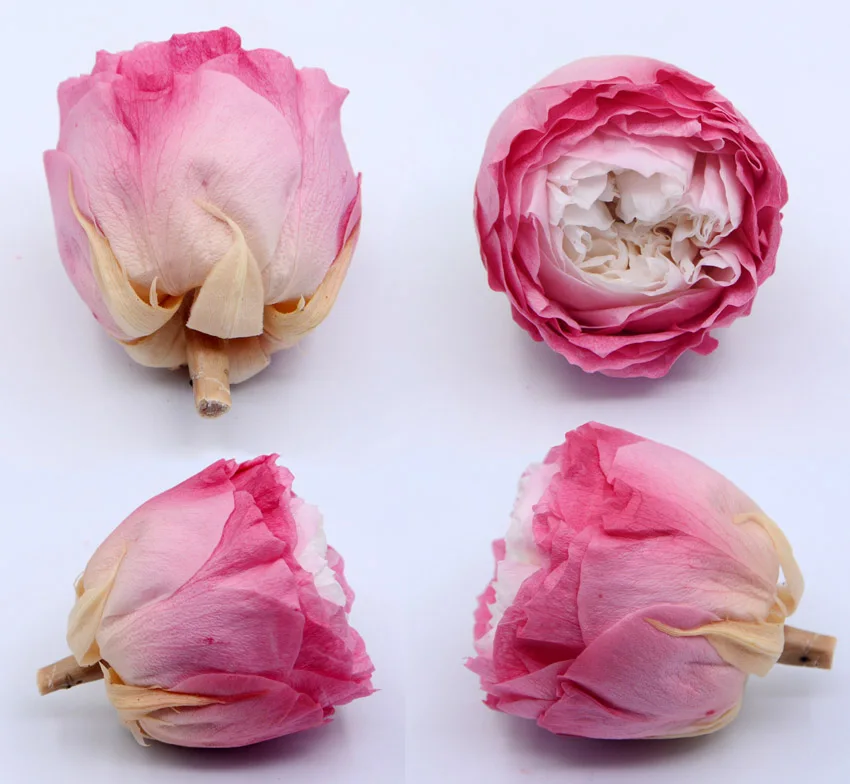 ms6p preserved austin rose flowers -19