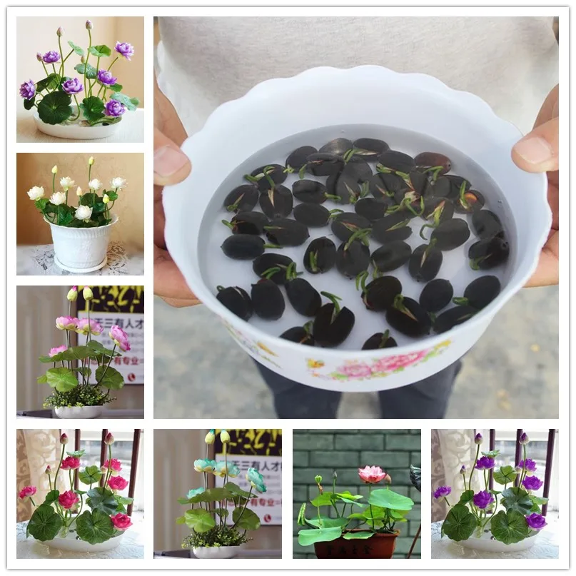 

ZLKING 10 Pcs Japan Bowl Lotus Flower Water Lily Rare Lotus Outdoor Garden Aquatic Hydroponic Plant Bonsai