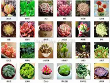 Hot Sale 5Pcs Sedum Rubrotinctum Succulent Seeds Home Garden Hardy and Very Pretty Potted Plant Seed Bonsai