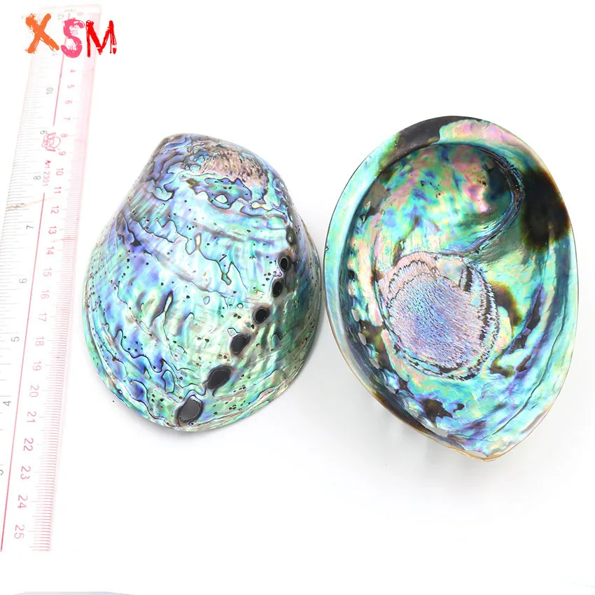 

xinshangmie Fashion Abalone Shell Natural Shell Conch Home Decoration Aquarium Landscaping Wedding Landscape Decoration 1 Pcs