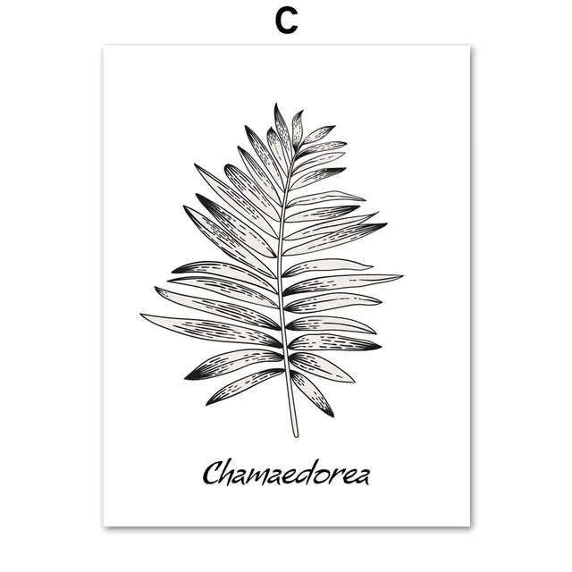 Black White Sansevieria Fern Plant Leaves Nordic Posters And