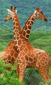 

Wild Animal Giraffe Poster Art Painting Wall Art Deco Picture Nordic Style Children Room Decoration -21x13"/40x24-06