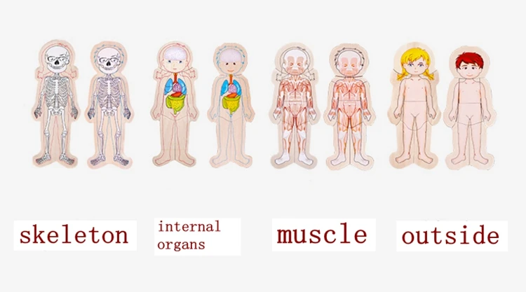Многослойная структура человеческого тела 3d деревянные пазлы для детей 2-4 лет Развивающие игрушки для детей обучающие игры игрушки