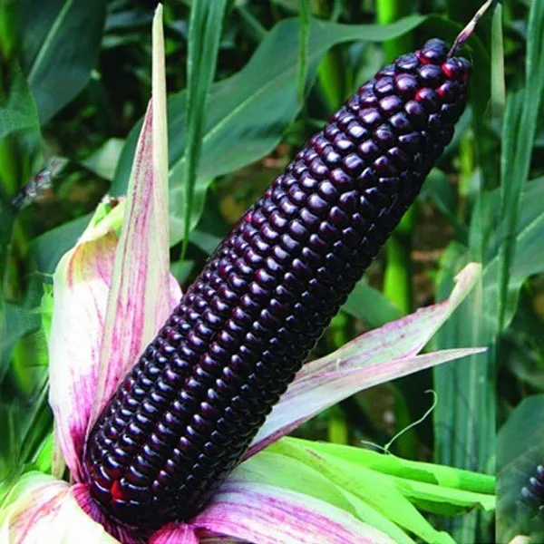 

delicious black waxy corn cephalostachyum,organic vegetables,about 10 pcs