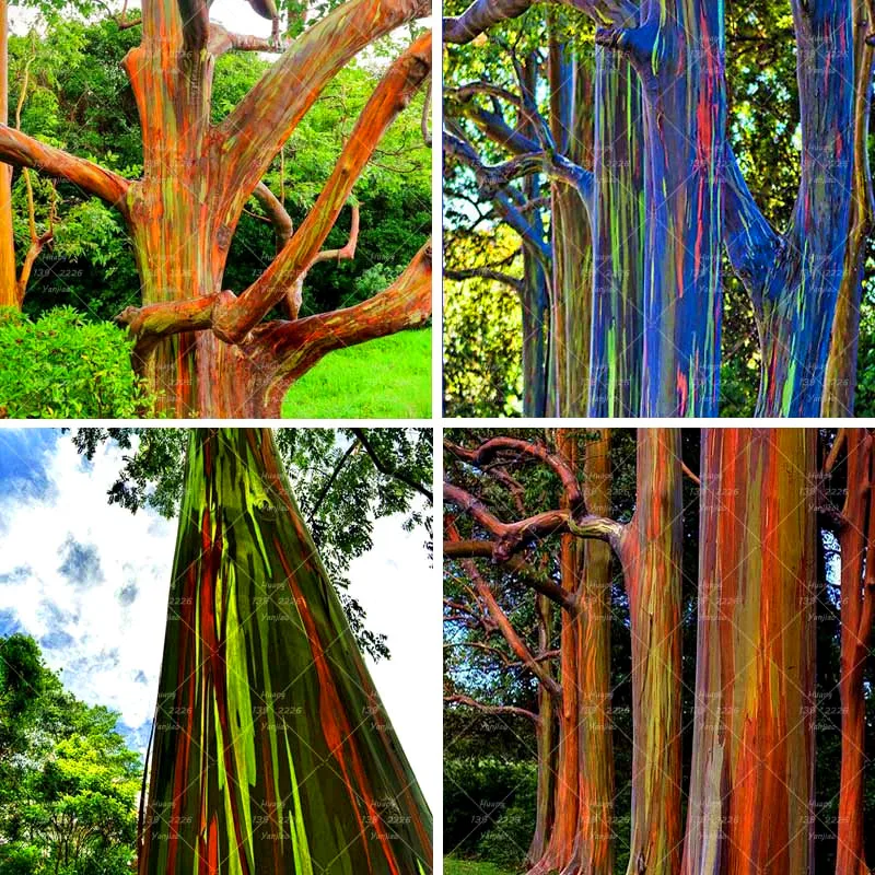 ما هي أجمل شجرة في العالم ؟ 200PCS-Rainbow-Eucalyptus-bonsai-plant-Tropical-Tree-plant-Home-Decoration-Beautiful-Eucalyptus-Tree-Plant-For-Garden