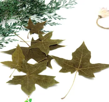

60pcs Pressed Dried 3-6cm Green Natural Maple Leaves Flower Plant Herbarium For Jewelry Postcard Invitation Card Phone Case DIY
