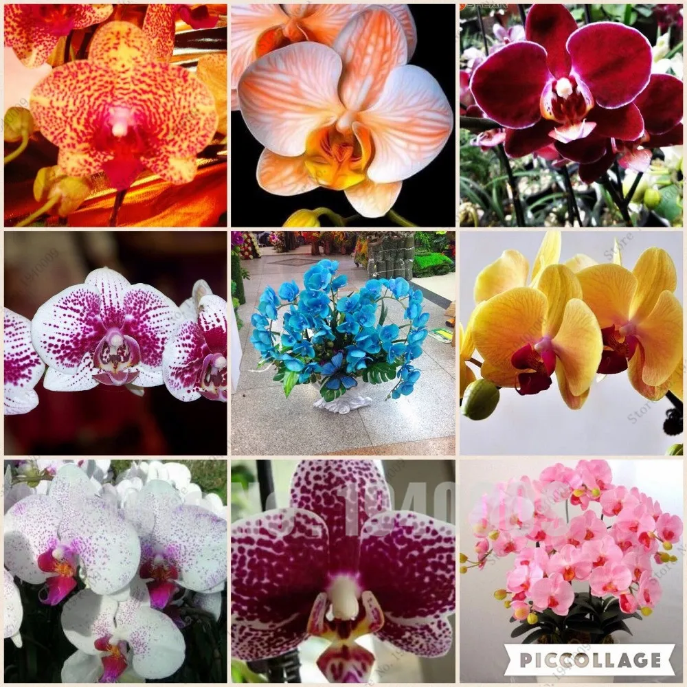 

Flower Bonsai for home garden Phalaenopsis orchid Flower buy-direct-from-china orquidea semente 30 Pcs orchid-Plant