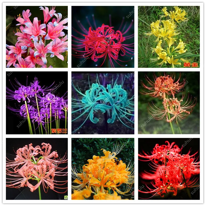 

Bonsai 100pcs Rare Lycoris Radiata Plants Perennial Indoor Bonsai Flower Natural Growth Beautiful Bonsai Plant DIY Home Garden