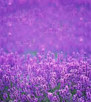 

Beautiful Purple Photos Backgrounds 200x300cm Digital Computer Print Photography Backdrops For Children camera fotografica