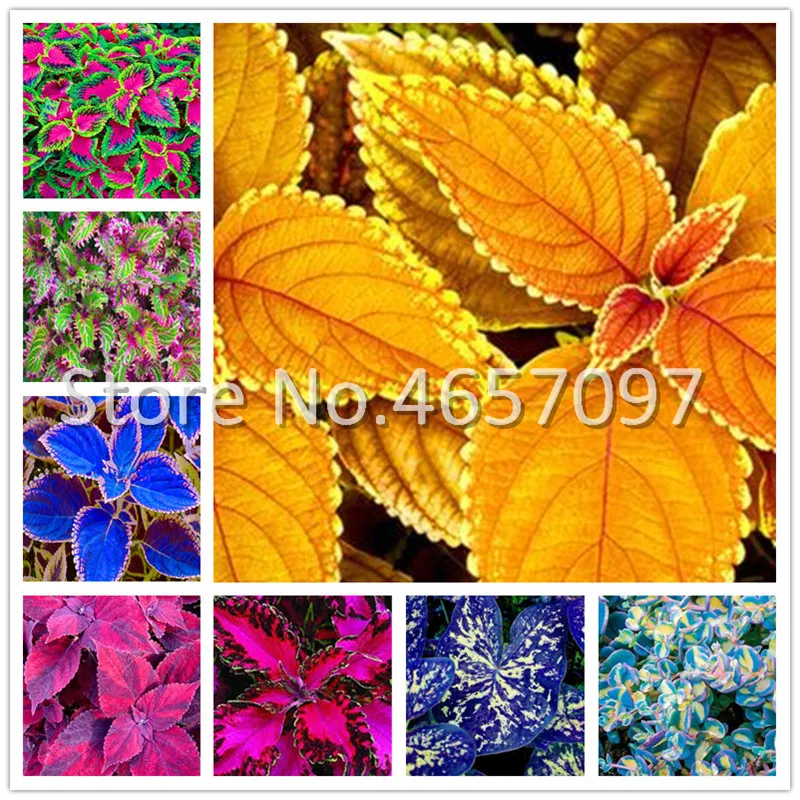 

200 Pcs Janpanse Bonsai Coleus Rainbow Foliage Plants Perfect Color Beautiful Dragon Flower Plants Balcony Garden Decoration