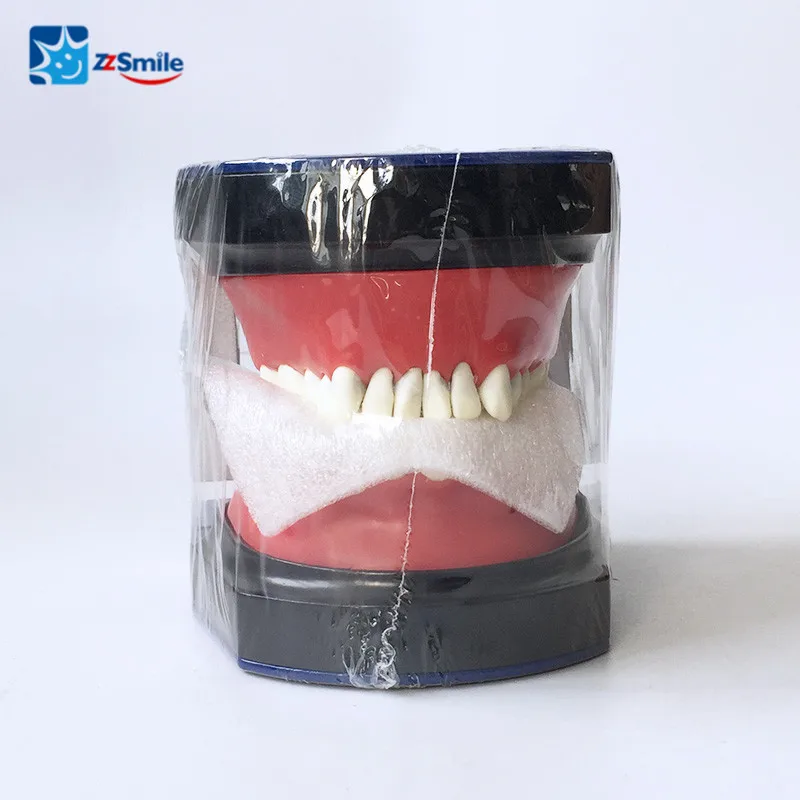 Liga de Substituição Typodonts Dentes Dentários Modelo Estudo Treinamento Ortodôntico M8017 7 Clareamento dos dentes
