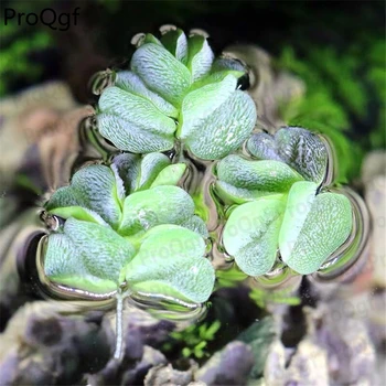 

Ngryise 3Pcs A Set Lemna minor Aquarium