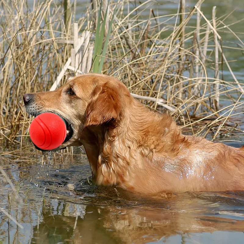 05 toys for dogs 