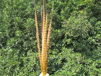 

2015 Hot! Yellow 50pcs / lot natural Pheasants feathers, 20-22 "/ 50-55cm DIY jewelry, art performances props Accessories