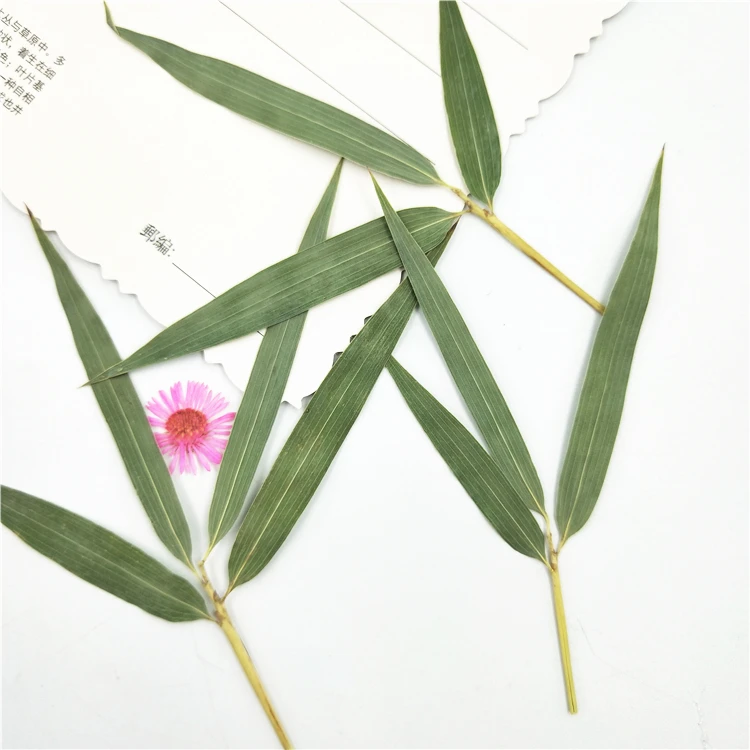 

12pcs New Natural Pressed Dried Flower Green Bamboo Leaves Green Plants for Card Making DIY Phone Case Decoration 8-11cm