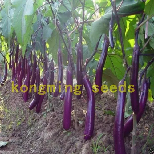 

200 purple long eggplant Heirloom Vegetable for home garden