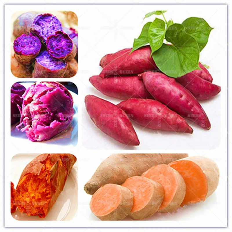 

100pcs/bag purple Sweet potato bonsai plants Super delicious sweet potato vegetable plants for home garden planting