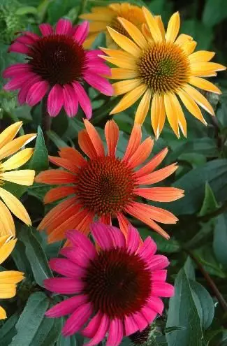 200pcs Rare Japan Echinacea Purpurea bonsai beautiful daisy flower plants home garden plants easy to grow bonsai flower plants