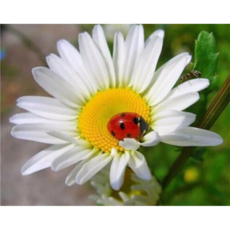 Diamond Embroidery Flower White Daisy 3D Full Square Rhinestones Wall Decor Diy Diamond Painting Spring Gifts