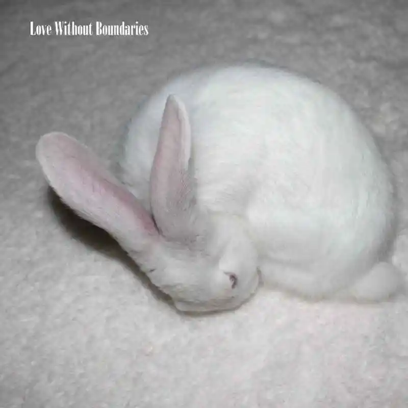 WHITE SNOW CARPET (6)