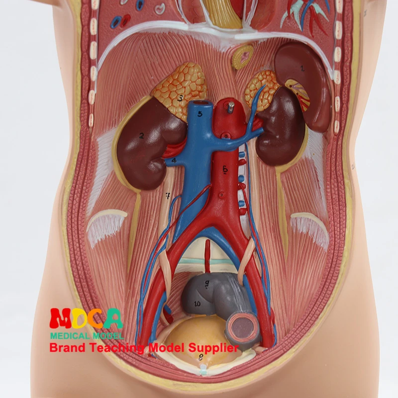 45 см демонтаж 12 частей человеческого тела магистрали анатомическая модель печени кишечника живота медицинское учение MQG102