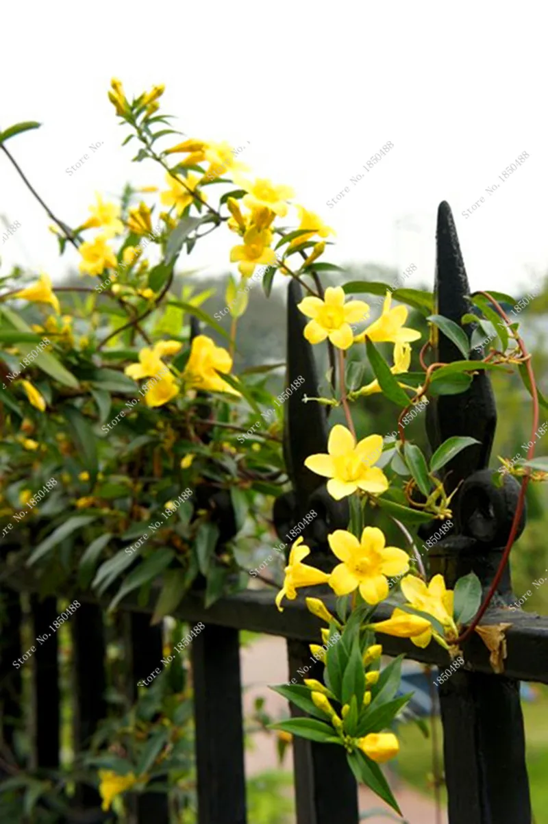 Online Get Cheap Jasmine Flower Alibaba Group