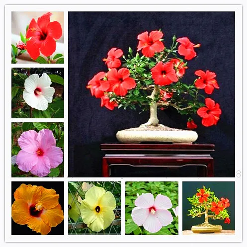 

50 Pcs Hibiscus Flower plant Hibiscus plant Bonsai Flower Chinese Rose plant MIX Colors To Choose Plant For Home garden B58