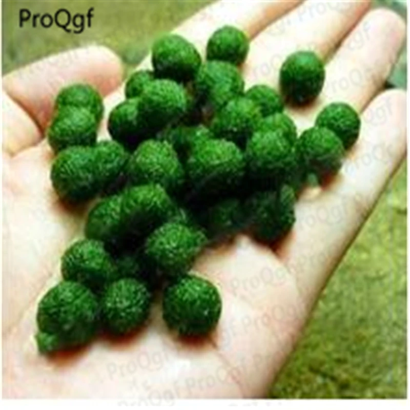 

9000pcs a set New Aquarium