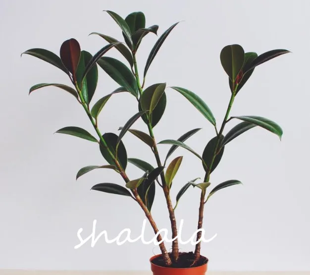 50 / Pack Rare Bonsai Ficus Elastica \ 50 / Pack Rare Bonsai Ficus Elastica \