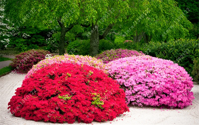 online buy wholesale rhododendron tree from china online buy wholesale rhododendron tree from china