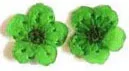 100 шт мини прессованный высушенный Нарцисс Jonquilla цветок растение Гербария для Ювелирная Закладка открытка чехол для телефона сделай сам - Цвет: Color-7