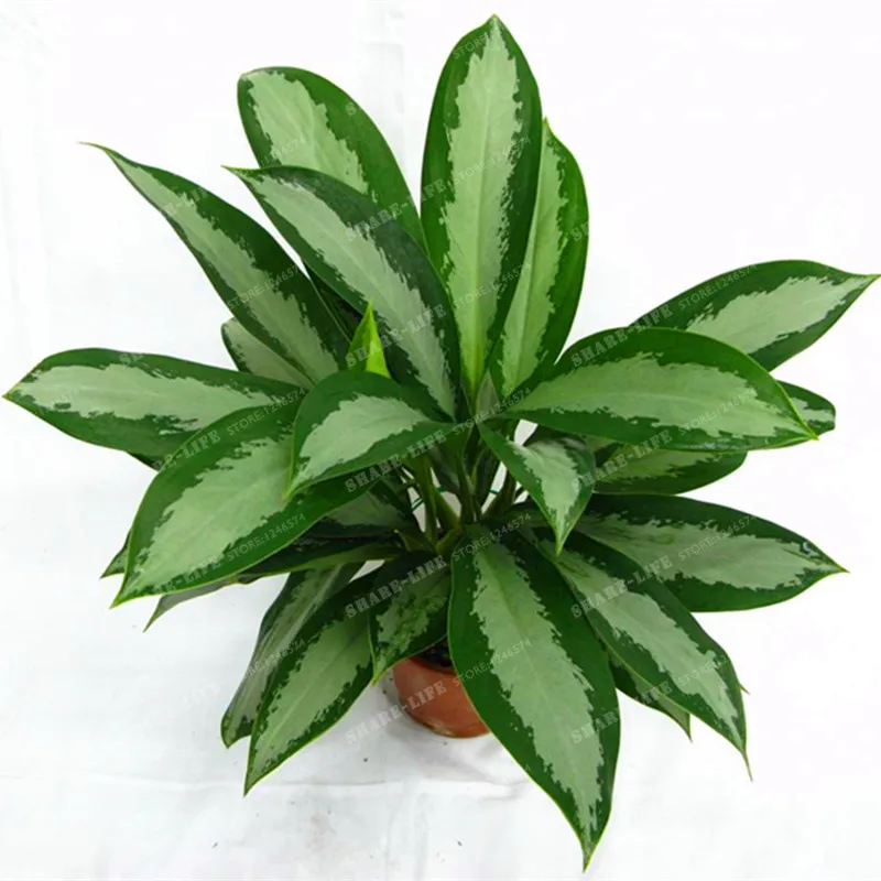 100 шт редкий Aglaonema Spp высокая влажность легкий рост офисный стол Бонсай освежитель воздуха растения радиационная защита дома и сада