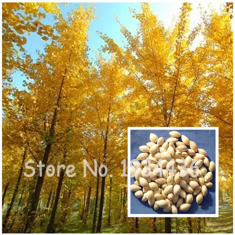 

Ginkgo Bonsai Yellow Ornamental Leaves 10 Pcs,Professional Pack, Home Garden Flower Fruit Tree Potted Plants Strong Adaptability