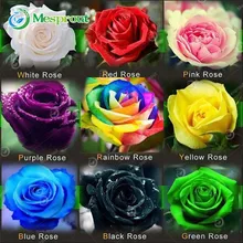 Promotion! 100PCS Flower Seed Holland Rose Seed Lover Gift Orange Green Rainbow RARE 24 Color To Choose DIY Home Gardening Flowe