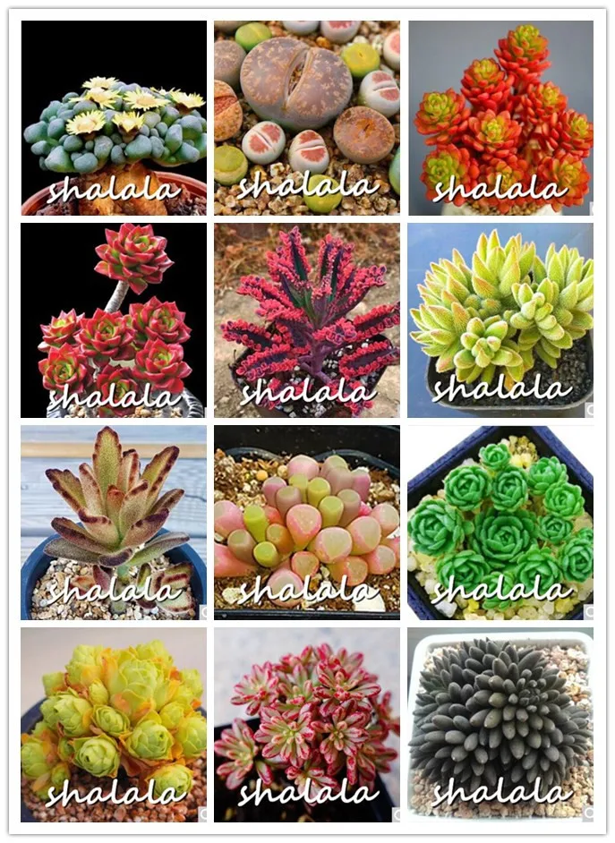 

hot selling! Big Sale!100pcs various cactus Rebutia variety flowering color cacti rare cactus bonsai office mini plant succulent