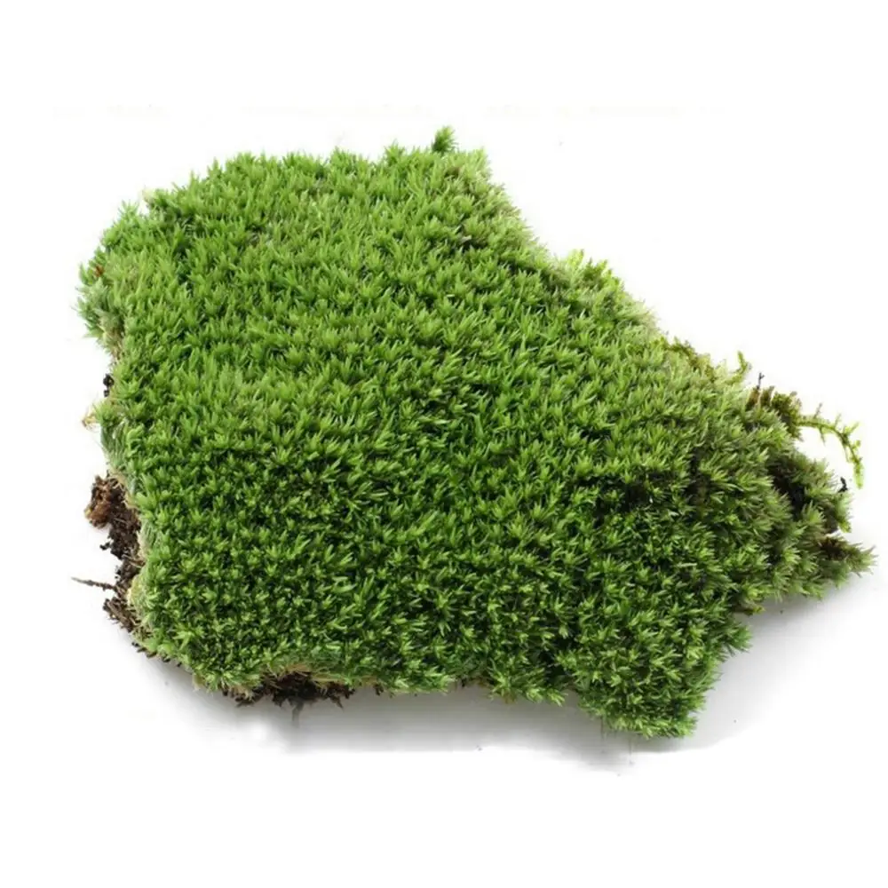 Natural Moss Mat Wild Mosses Preserved Dried Moss for Micro Landscaping Terrarium Garden Plant Pot Decorations