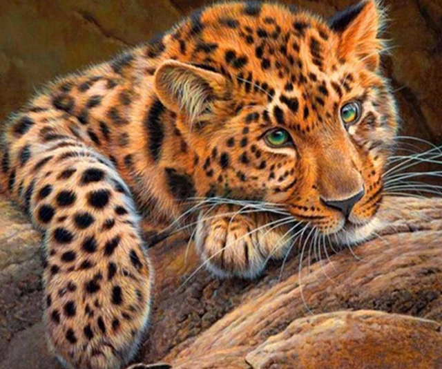 Download 64 Gambar Hewan Leopard Paling Baru Gratis